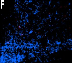 Invitrogen F(ab')2-Goat anti-Mouse IgG (H+L) Cross-Adsorbed Secondary Antibody,