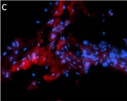 Invitrogen F(ab')2-Goat anti-Mouse IgG (H+L) Cross-Adsorbed Secondary Antibody,