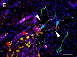 Invitrogen Goat anti-Mouse IgG (H+L) Cross-Adsorbed Secondary Antibody,