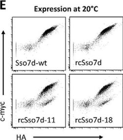 Invitrogen Goat anti-Mouse IgG (H+L) Cross-Adsorbed Secondary Antibody,