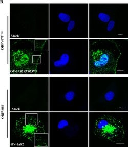 Invitrogen Goat anti-Mouse IgG (H+L) Cross-Adsorbed Secondary Antibody,