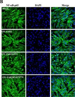 Invitrogen Goat anti-Mouse IgG (H+L) Cross-Adsorbed Secondary Antibody,