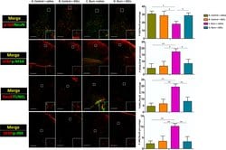 Invitrogen Goat anti-Mouse IgG (H+L) Cross-Adsorbed Secondary Antibody,