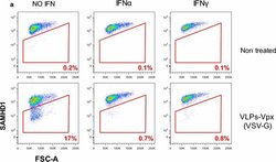 Invitrogen Goat anti-Mouse IgG (H+L) Cross-Adsorbed Secondary Antibody,