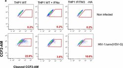 Invitrogen Goat anti-Mouse IgG (H+L) Cross-Adsorbed Secondary Antibody,