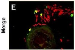 Invitrogen Goat anti-Mouse IgG (H+L) Cross-Adsorbed Secondary Antibody,