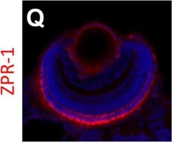 Invitrogen Goat anti-Mouse IgG2a Cross-Adsorbed Secondary Antibody, Alexa