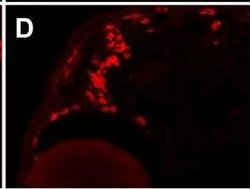 Invitrogen Goat anti-Mouse IgG2a Cross-Adsorbed Secondary Antibody, Alexa