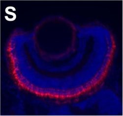 Invitrogen Goat anti-Mouse IgG2a Cross-Adsorbed Secondary Antibody, Alexa