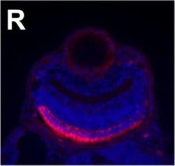 Invitrogen Goat anti-Mouse IgG2a Cross-Adsorbed Secondary Antibody, Alexa
