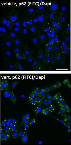 Invitrogen Goat anti-Mouse IgG (H+L) Cross-Adsorbed Secondary Antibody,