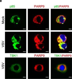Invitrogen&trade;&nbsp;Goat anti-Rabbit IgG (H+L) Cross-Adsorbed ReadyProbes&trade; Secondary Antibody, Alexa Fluor&trade; 594