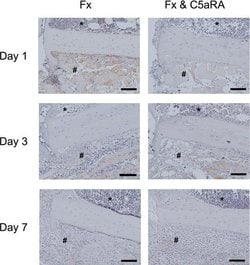 Invitrogen Goat anti-Rabbit IgG (H+L) Cross-Adsorbed Secondary Antibody,
