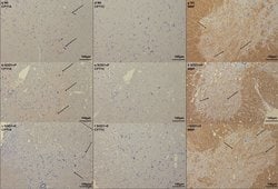 Invitrogen&trade;&nbsp;Goat anti-Rat IgG1 Secondary Antibody, HRP