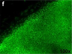 Invitrogen Goat anti-Mouse IgG (H+L) Cross-Adsorbed Secondary Antibody,
