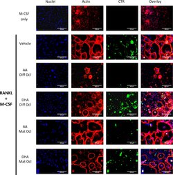 Invitrogen Goat anti-Mouse IgG (H+L) Cross-Adsorbed Secondary Antibody,