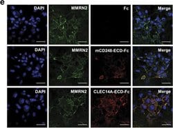 Invitrogen Goat anti-Human IgG (H+L) Cross-Adsorbed Secondary Antibody,