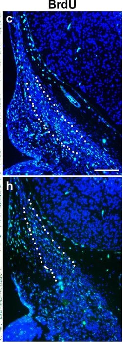 Invitrogen Goat anti-Mouse IgG (H+L) Cross-Adsorbed Secondary Antibody,
