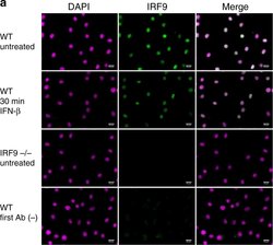 Invitrogen Goat anti-Mouse IgG (H+L) Cross-Adsorbed Secondary Antibody,