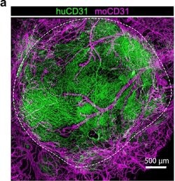 Invitrogen Goat anti-Rat IgG (H+L) Cross-Adsorbed Secondary Antibody, Alexa