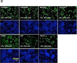 Invitrogen Goat anti-Mouse IgG (H+L) Cross-Adsorbed Secondary Antibody,