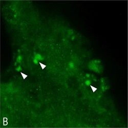 Invitrogen Goat anti-Mouse IgG (H+L) Cross-Adsorbed Secondary Antibody,