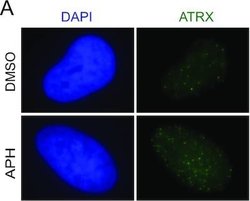 Invitrogen Goat anti-Mouse IgG (H+L) Cross-Adsorbed Secondary Antibody,