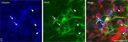 Invitrogen Goat anti-Mouse IgG (H+L) Cross-Adsorbed Secondary Antibody,