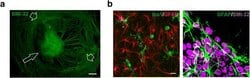Invitrogen Goat anti-Mouse IgG (H+L) Cross-Adsorbed Secondary Antibody,