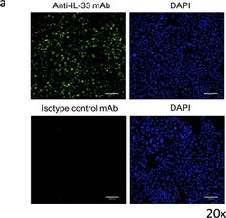 Invitrogen Goat anti-Mouse IgG (H+L) Cross-Adsorbed Secondary Antibody,