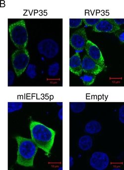 Invitrogen Goat anti-Mouse IgG (H+L) Cross-Adsorbed Secondary Antibody,