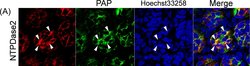 Invitrogen Donkey anti-Sheep IgG (H+L) Cross-Adsorbed Secondary Antibody,
