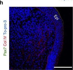 Invitrogen Goat anti-Mouse IgG (H+L) Cross-Adsorbed Secondary Antibody,