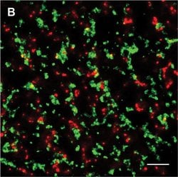Invitrogen Goat anti-Mouse IgG (H+L) Highly Cross-Adsorbed Secondary Antibody,