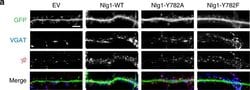 Invitrogen Goat anti-Mouse IgG (H+L) Cross-Adsorbed Secondary Antibody,