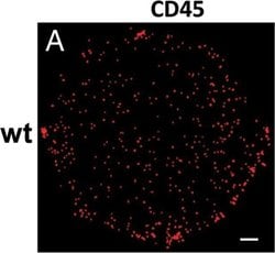 Invitrogen Goat anti-Syrian Hamster IgG (H+L) Cross-Adsorbed Secondary