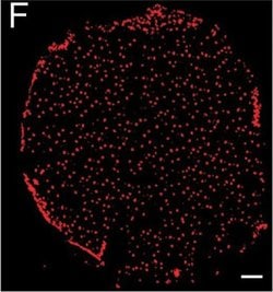 Invitrogen Goat anti-Syrian Hamster IgG (H+L) Cross-Adsorbed Secondary