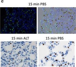 Invitrogen Goat anti-Mouse IgG (H+L) Cross-Adsorbed Secondary Antibody,