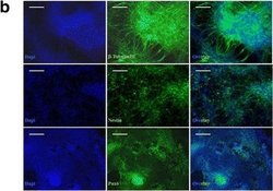 Invitrogen Goat anti-Mouse IgG (H+L) Cross-Adsorbed Secondary Antibody,