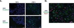 Invitrogen Goat anti-Mouse IgG (H+L) Cross-Adsorbed Secondary Antibody,