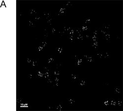 Invitrogen Goat anti-Mouse IgG (H+L) Cross-Adsorbed Secondary Antibody,