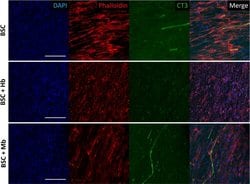 Invitrogen Goat anti-Mouse IgG (H+L) Cross-Adsorbed Secondary Antibody,