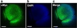 Invitrogen Goat anti-Mouse IgG (H+L) Cross-Adsorbed Secondary Antibody,