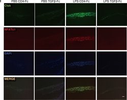 Invitrogen Goat anti-Mouse IgG (H+L) Cross-Adsorbed Secondary Antibody,