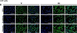 Invitrogen Goat anti-Mouse IgG (H+L) Cross-Adsorbed Secondary Antibody,
