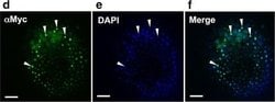 Invitrogen Goat anti-Mouse IgG (H+L) Cross-Adsorbed Secondary Antibody,