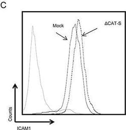 Invitrogen Goat anti-Mouse IgG (H+L) Cross-Adsorbed Secondary Antibody,