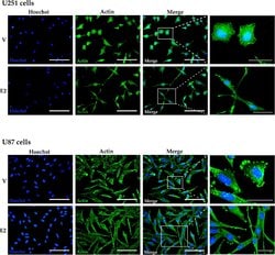 Invitrogen Goat anti-Mouse IgG (H+L) Cross-Adsorbed Secondary Antibody,