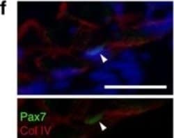Invitrogen Goat anti-Mouse IgG (H+L) Cross-Adsorbed Secondary Antibody,