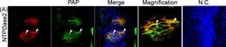 Invitrogen Donkey anti-Sheep IgG (H+L) Cross-Adsorbed Secondary Antibody,